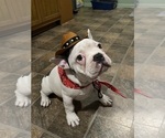 Small #11 French Bulldog