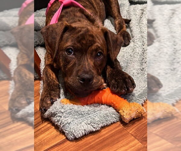Medium Photo #8 American Staffordshire Terrier-Labrador Retriever Mix Puppy For Sale in Brewster, NY, USA