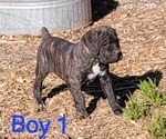 Puppy Puppy 3 Cane Corso