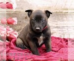 Small #4 Belgian Malinois