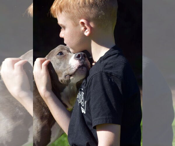 Medium Photo #23 Mutt Puppy For Sale in Mount Laurel, NJ, USA