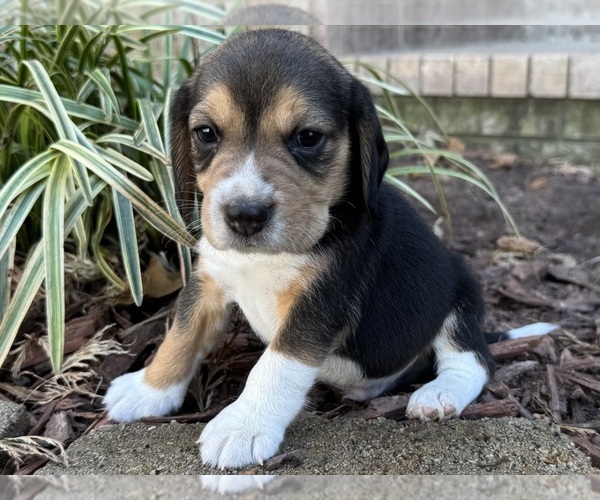 Medium Photo #1 Beagle Puppy For Sale in FORDLAND, MO, USA