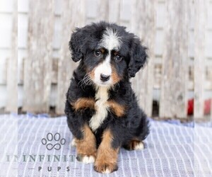 Bernedoodle (Miniature) Puppy for sale in HONEY BROOK, PA, USA