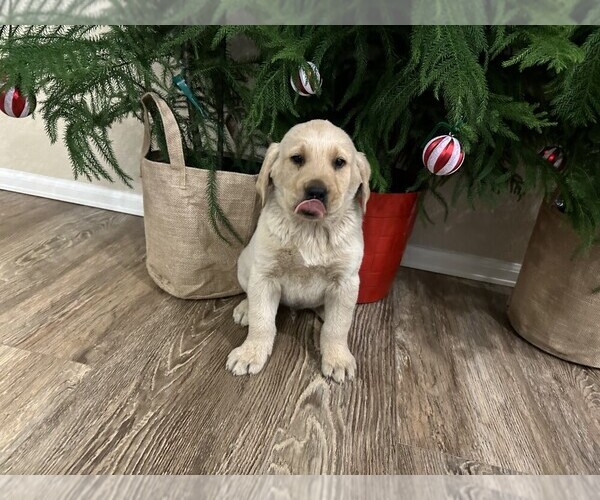 Medium Photo #3 Golden Labrador Puppy For Sale in BLACK FOREST, CO, USA