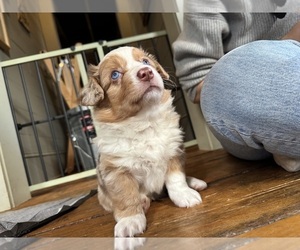 Aussie-Corgi Puppy for Sale in ESPERANCE, New York USA