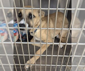 German Shepherd Dog-Unknown Mix Dogs for adoption in Decatur, IL, USA