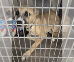 Small German Shepherd Dog Mix