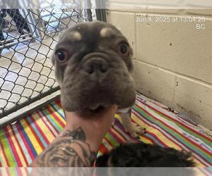 French Bulldog Dogs for adoption in Ocala, FL, USA