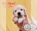 Puppy Opal English Cream Golden Retriever
