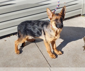 German Shepherd Dog Puppy for sale in WHITEHALL, OH, USA