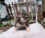 Small Photo #42 French Bulldog Puppy For Sale in GOSHEN, IN, USA