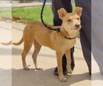 Small #4 Mutt