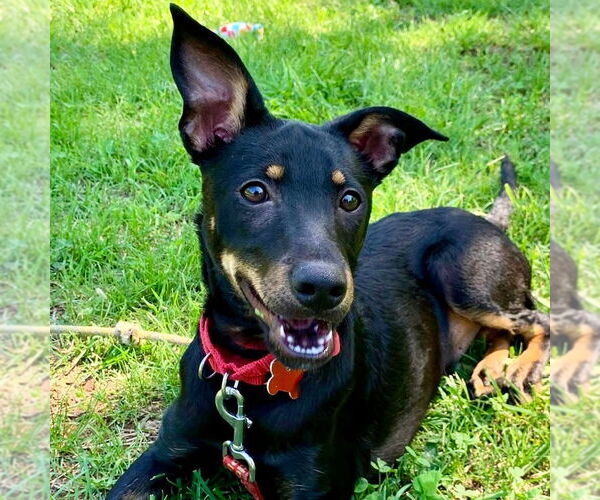 Medium Photo #18 Mutt Puppy For Sale in Canton, CT, USA