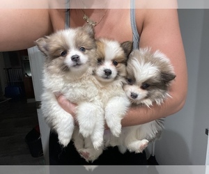 Pomeranian Puppy for sale in PHILA, PA, USA