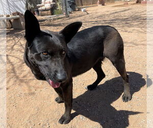 Lindsey - - Female Labrador Retriever Dog for Adoption - Photo #8