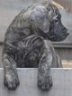 Small Photo #1 Mastiff Puppy For Sale in CADILLAC, MI, USA