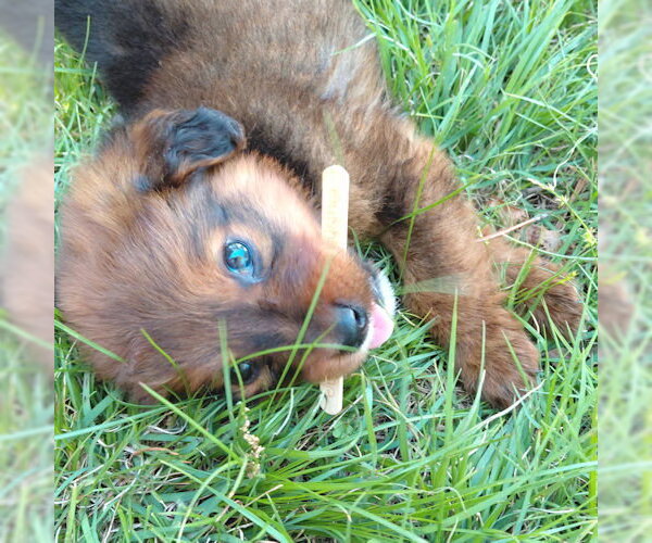 Medium Photo #4 Borador Puppy For Sale in Rutherfordton, NC, USA
