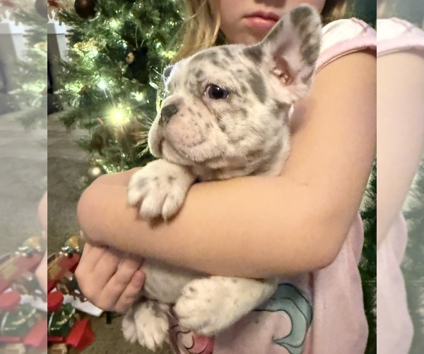 Medium Photo #5 French Bulldog Puppy For Sale in EAST LIVERPOOL, OH, USA