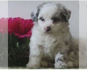 Aussiedoodle-Aussiedoodle Miniature  Mix Puppy for sale in EL PASO, TX, USA