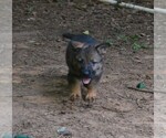 Small #4 German Shepherd Dog