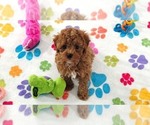 Chase - Male Cavapoo (Miniature)-Poodle (Toy) Mix Puppy for Sale - Small photo