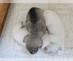 Small #2 Schnauzer (Miniature)
