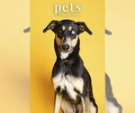 Small #13 Doberman Pinscher Mix
