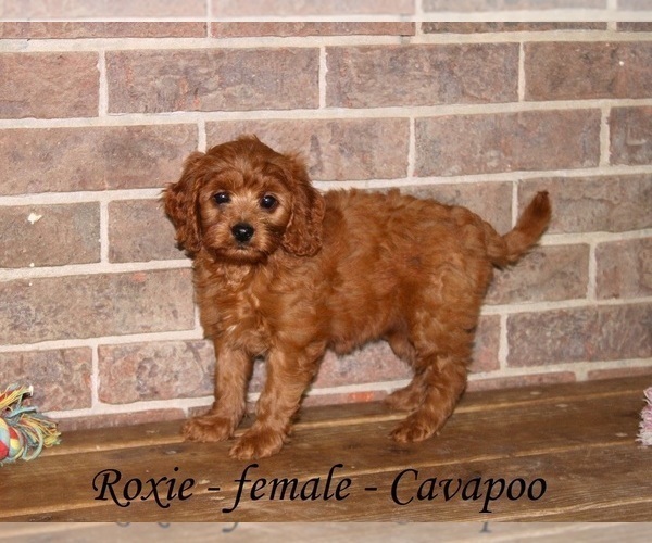 Medium Photo #2 Cavapoo Puppy For Sale in CLARKRANGE, TN, USA