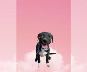 Labrador Retriever-Unknown Mix Dogs for adoption in Riverside, CA, USA