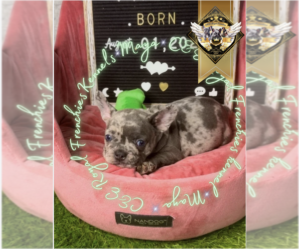 Medium Photo #15 French Bulldog Puppy For Sale in ATHENS, GA, USA