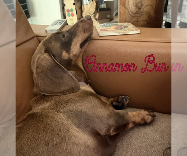 Medium Photo #17 Dachshund Puppy For Sale in San Antonio, TX, USA