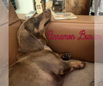 Small Photo #17 Dachshund Puppy For Sale in San Antonio, TX, USA