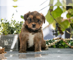 Puppy Evan Shorkie Tzu