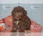 Small Photo #9 Aussiedoodle Puppy For Sale in SANGER, TX, USA