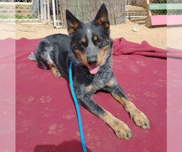 Medium Photo #3 Australian Cattle Dog Puppy For Sale in Apple Valley, CA, USA