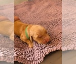 Small #2 English Cream Golden Retriever