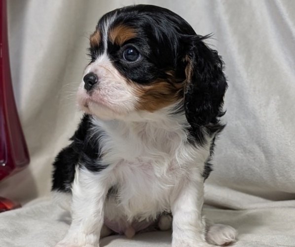 Medium Photo #3 Cavalier King Charles Spaniel Puppy For Sale in GOSHEN, IN, USA