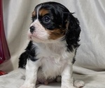 Small #2 Cavalier King Charles Spaniel