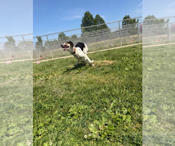 Medium Photo #2 Treeing Walker Coonhound Puppy For Sale in Pierceton , IN, USA