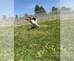 Small #1 Treeing Walker Coonhound