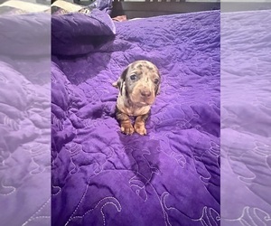 Dachshund Puppy for sale in NEW LONDON, MN, USA