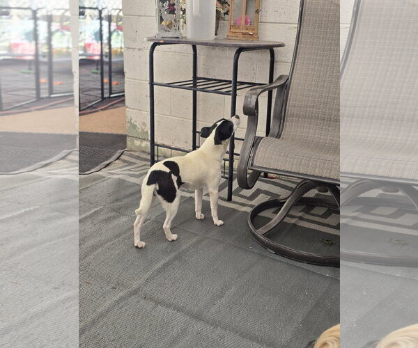 Medium Photo #6 Chihuahua Puppy For Sale in Sandy, UT, USA
