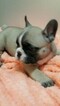 Small Photo #4 French Bulldog Puppy For Sale in PHILA, PA, USA