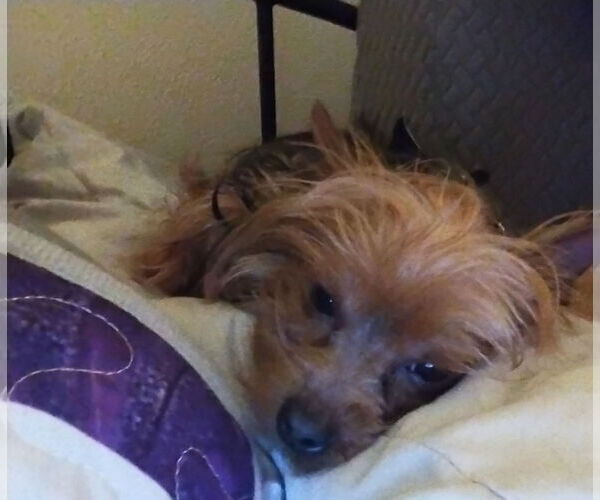 Medium Photo #4 Mutt Puppy For Sale in Spring, TX, USA