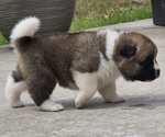Small #5 Akita