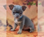 Small #8 Chihuahua