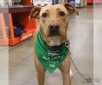 Small #2 Labrador Retriever Mix