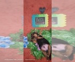 Small #25 Yorkshire Terrier