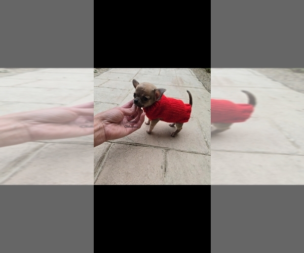 Medium Photo #5 Chihuahua Puppy For Sale in CRAFTON, PA, USA