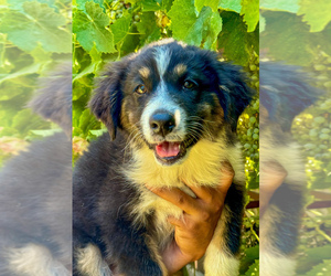 Australian Shepherd Puppy for sale in CERES, CA, USA